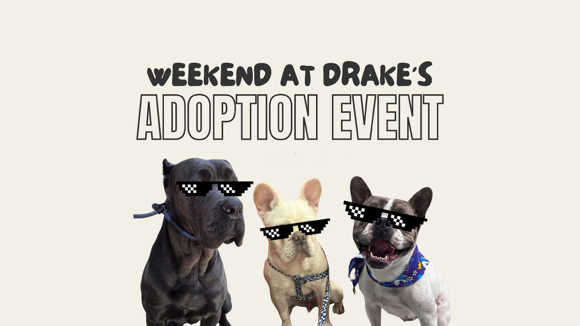 Weekend at Drake's Adoption Event